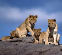 Pride of Lions